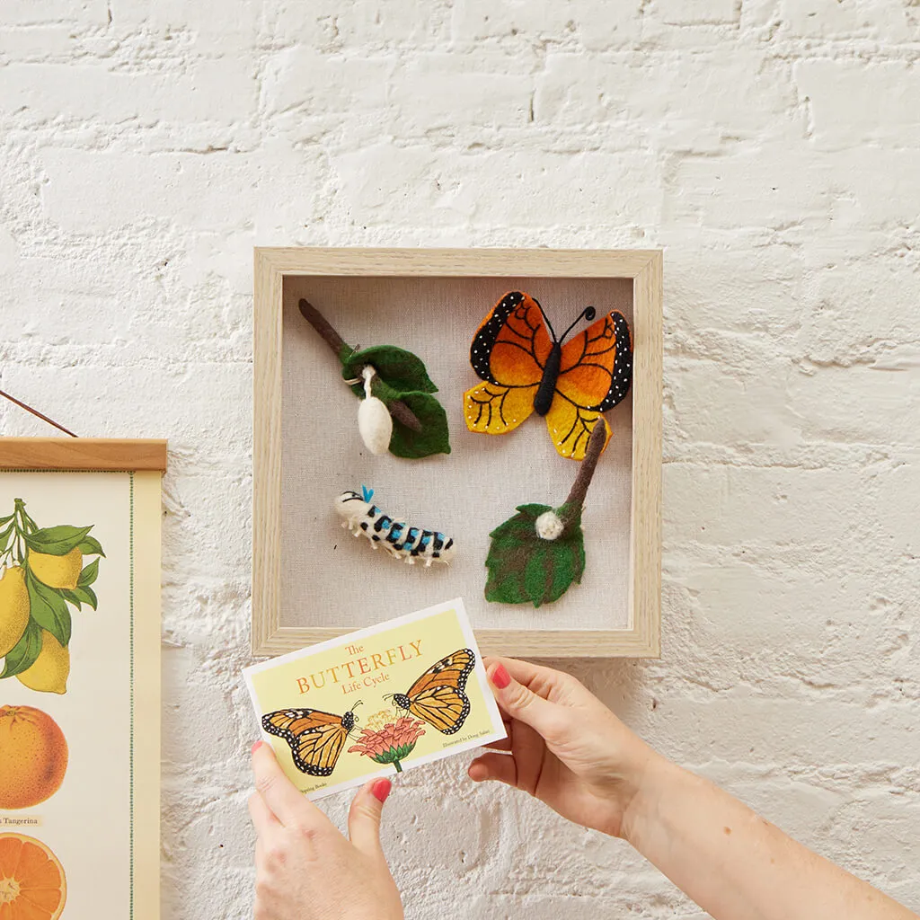 Monarch Butterfly Life Cycle Shadow Box