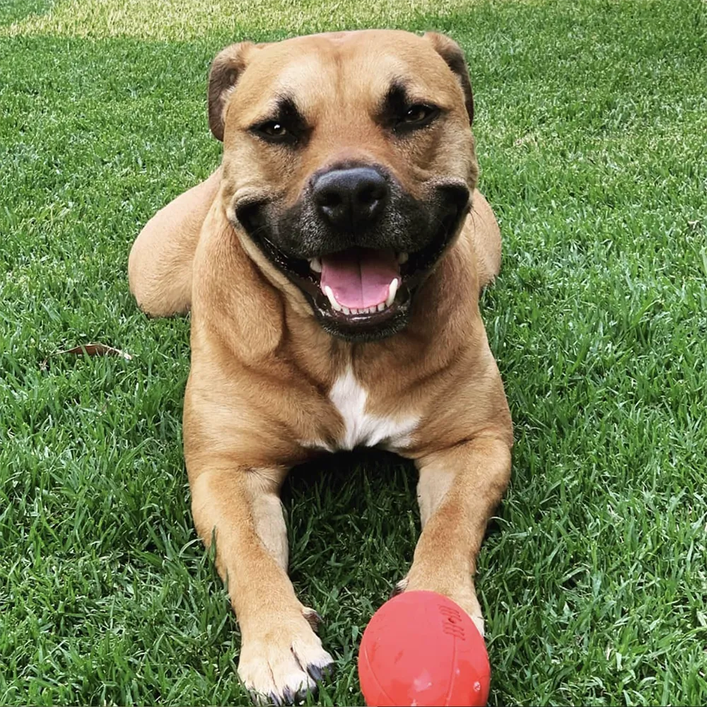 Paw Ball with Squeaker